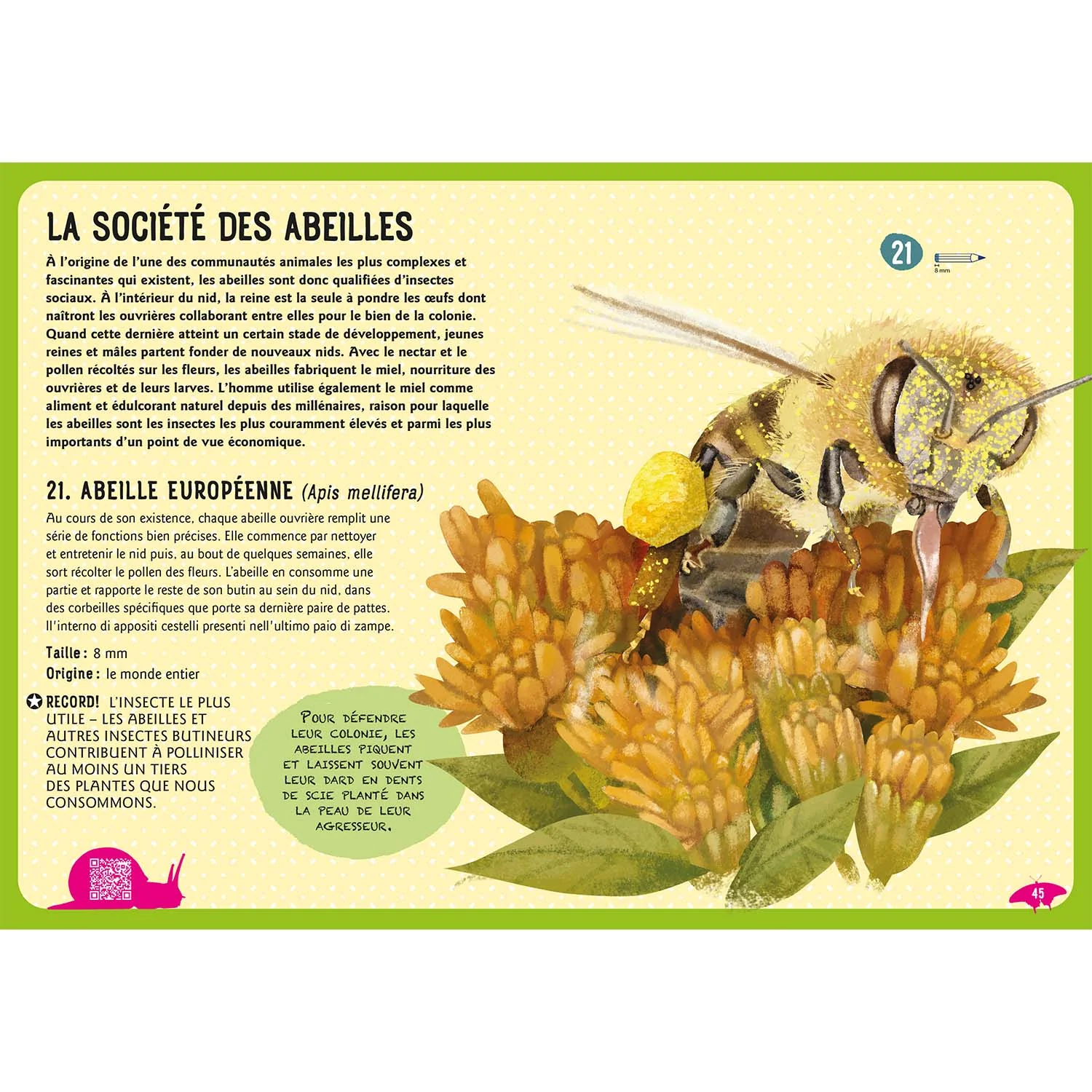 Guide des insectes du monde et autres invertébres (nouvelle édition) – Image 3