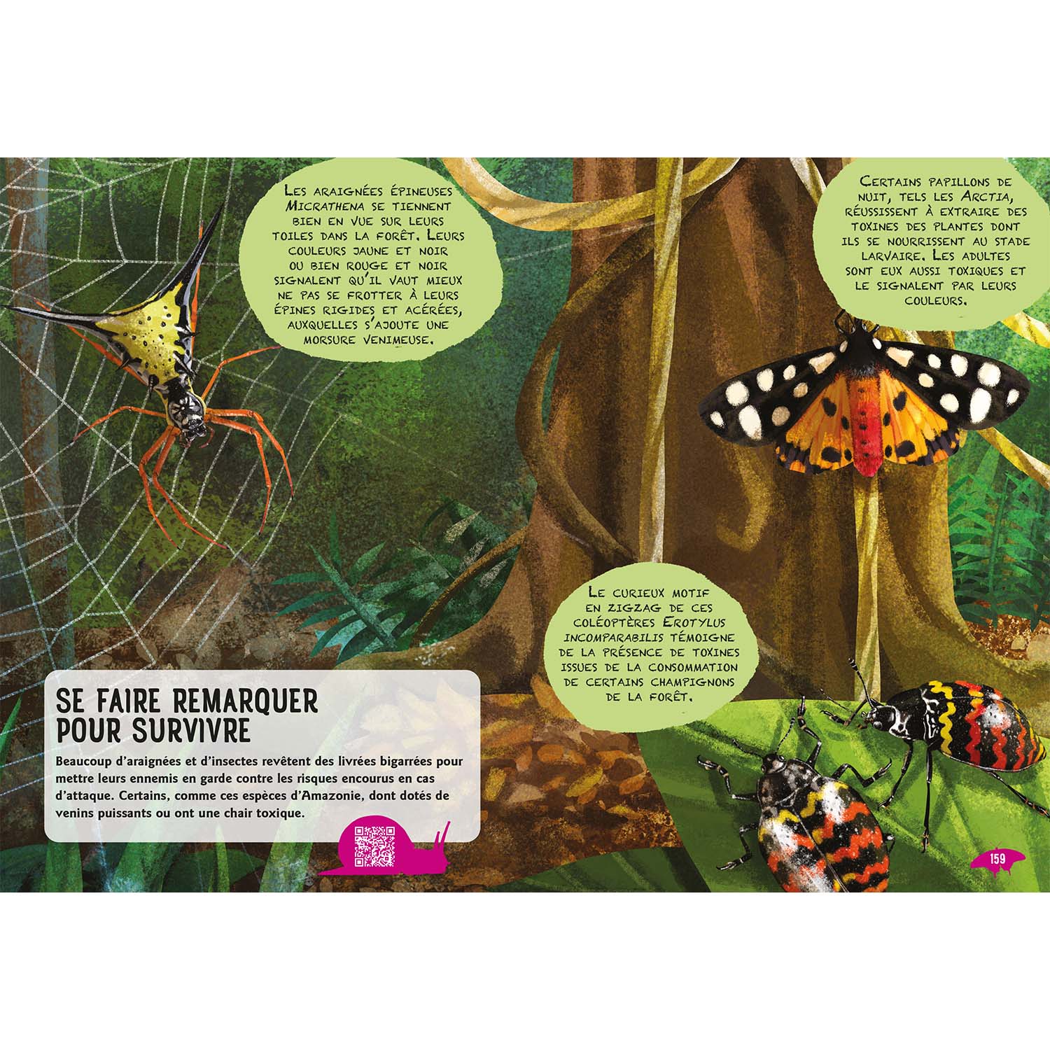Guide des insectes du monde et autres invertébres (nouvelle édition) – Image 6